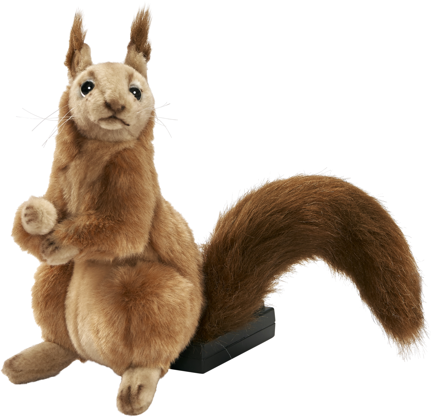 Alert Squirrel Pose PNG with transparent background