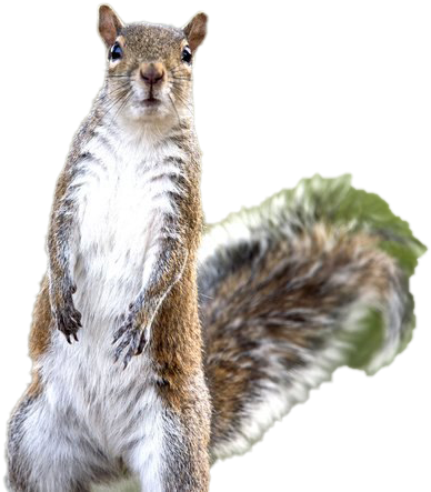 Alert Squirrel Standing