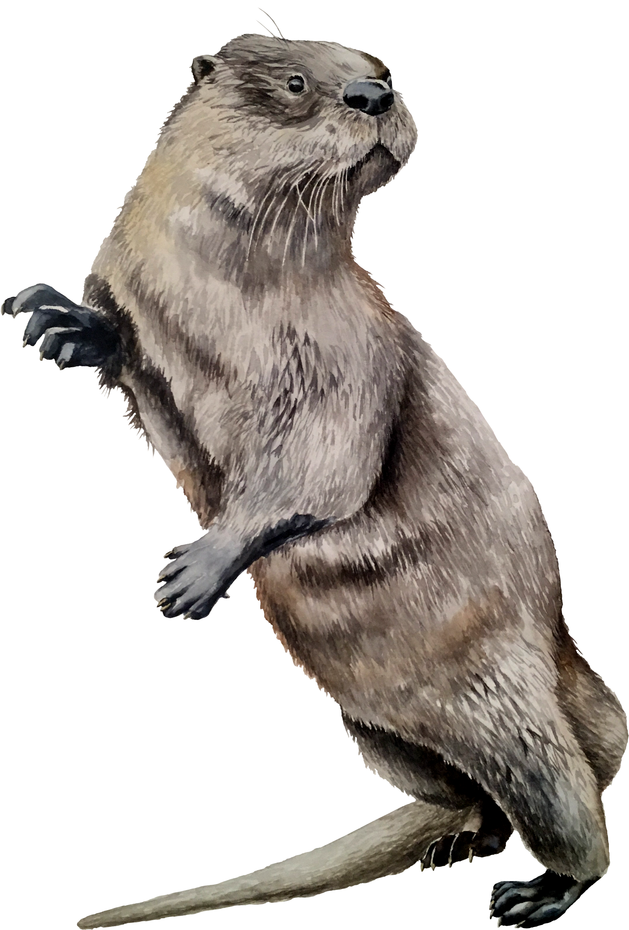 North American River Otter , Png Download - North American River Otter, Transparent Png PNG with transparent background