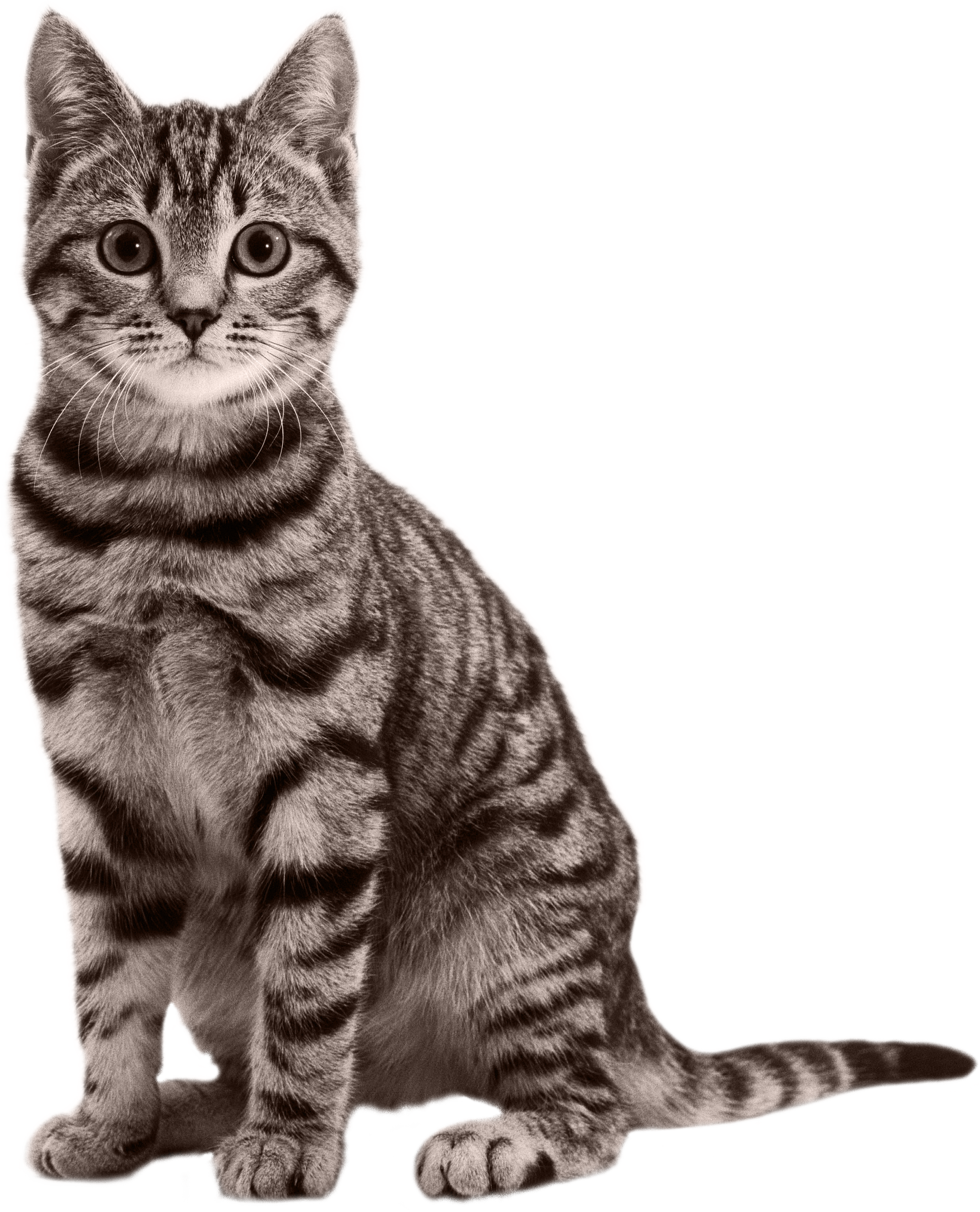 Cats Png Free Images, Download - Transparent Cat Png, Png Download PNG with transparent background