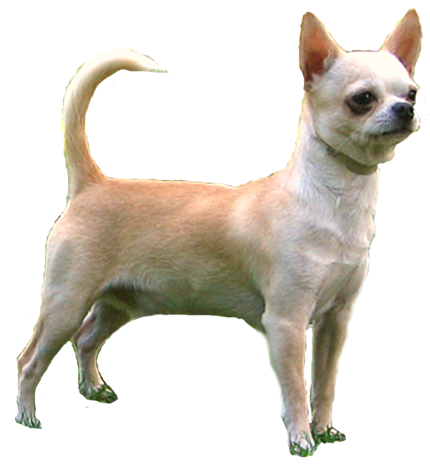 Alert Tan Chihuahua Standing