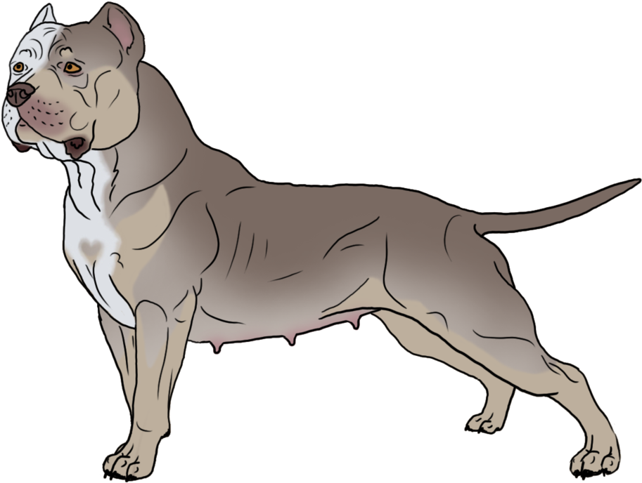 Alert Tan Pitbull Illustration