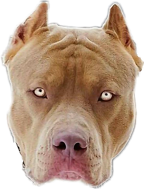 Alert Tan Pitbull Portrait