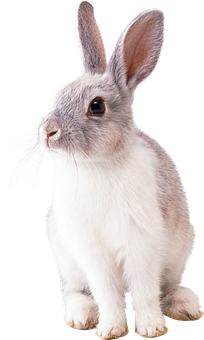 Alert White Rabbit Portrait PNG with transparent background