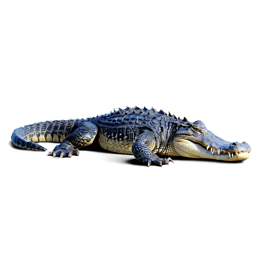 Alligator In Water Png Fcu64