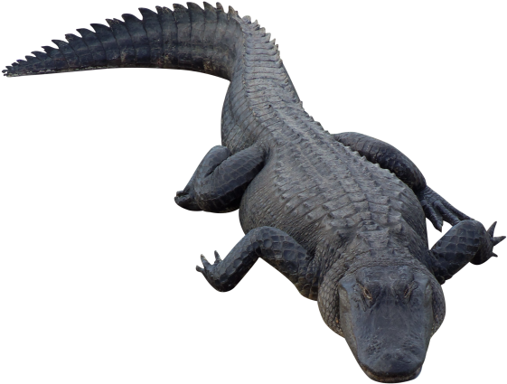 Alligator Top View Transparent Background