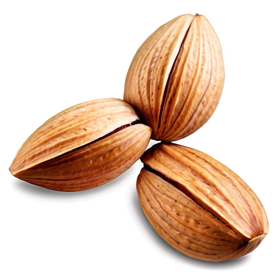 Almond Illustration Png 05242024