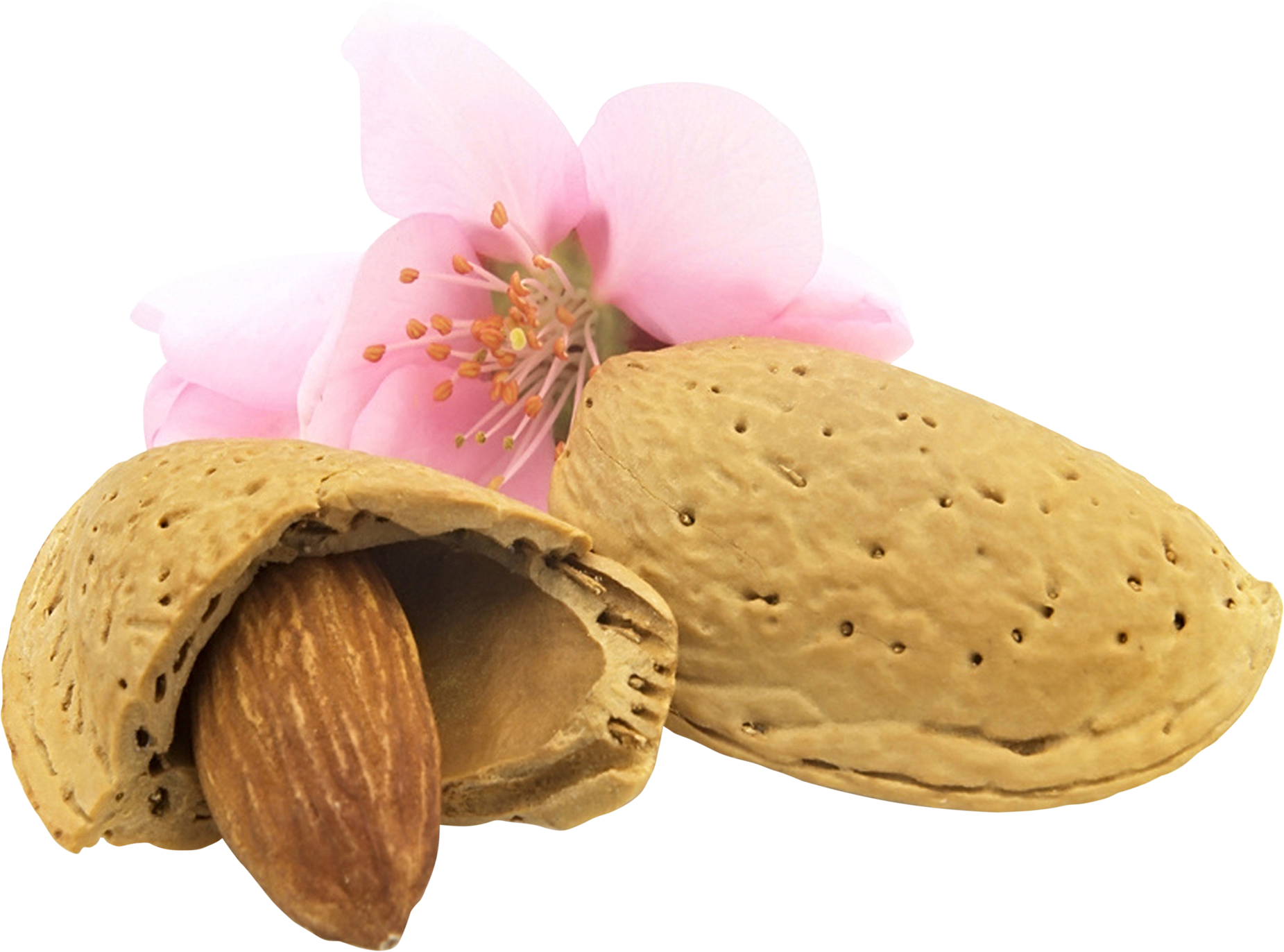 Almond Png - Almond Flower Png, Transparent Png PNG with transparent background