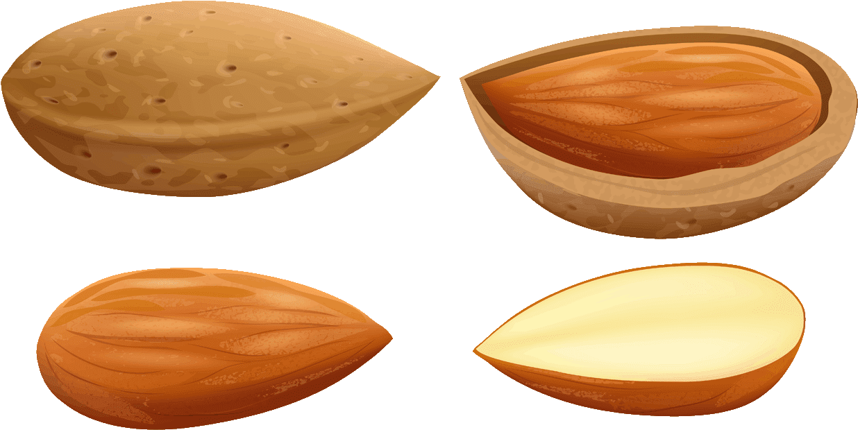 Almond Free To - Almonds Clipart, HD Png Download PNG with transparent background
