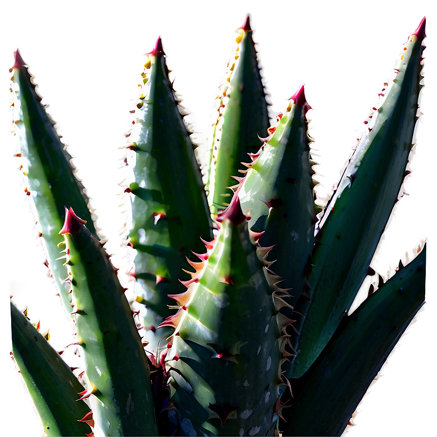 Aloe Succulent Png Guo45