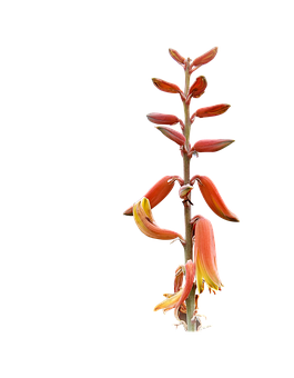 Aloe Vera Blooming Stalk PNG with transparent background