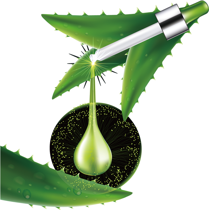 Aloe Vera Extraction Illustration