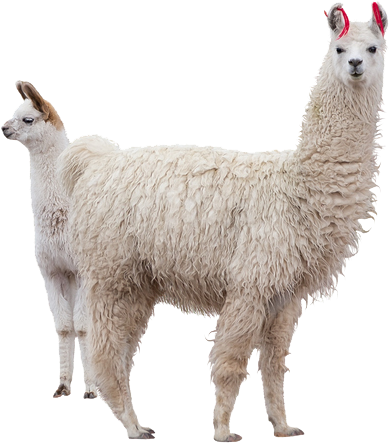 Alpaca Duo Isolatedon Background PNG image with a transparent background, free high-resolution download