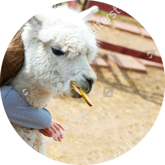 Alpaca Eating Treat PNG image with a transparent background, free high-resolution download