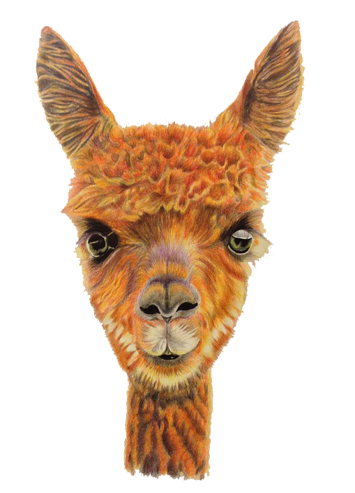Alpaca Portrait Artwork PNG image with a transparent background, free high-resolution download