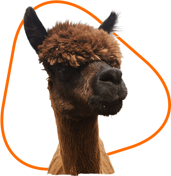 Alpaca Portraitwith Orange Halo