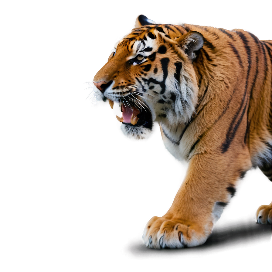 Alpha Tiger Displaying Power Png Bgt