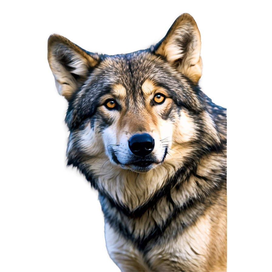 Alpha Wolf With Feathers Png Jod