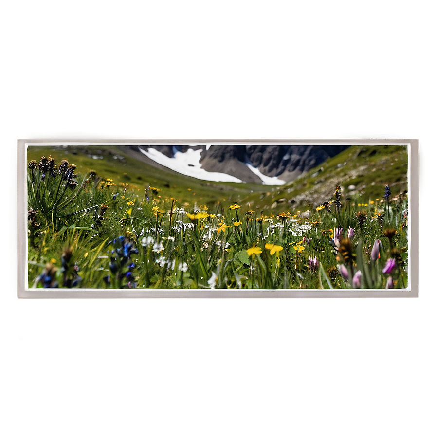 Alpine Wildflowers Panorama Png Tcl21