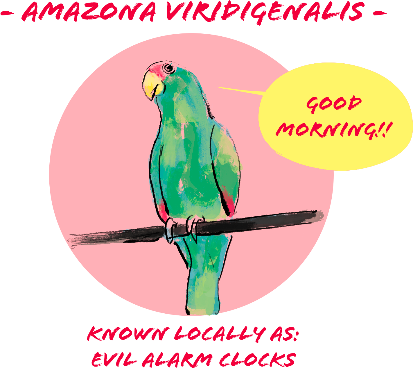 Amazon Parrot Good Morning Illustration