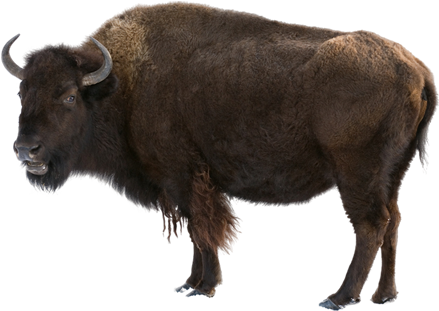 American Bison Standing Transparent Background