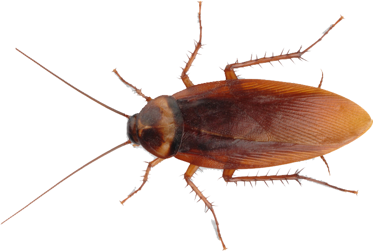 American Cockroach P N G Transparent Image PNG image with a transparent background, free high-resolution download