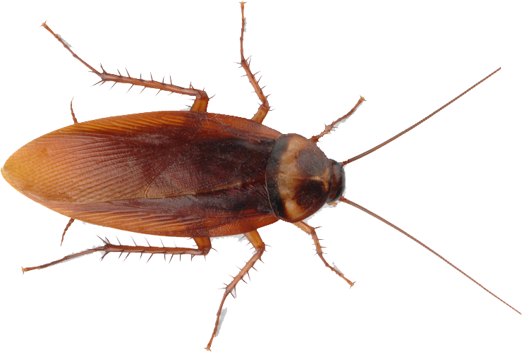 American Cockroach Top View PNG image with a transparent background, free high-resolution download