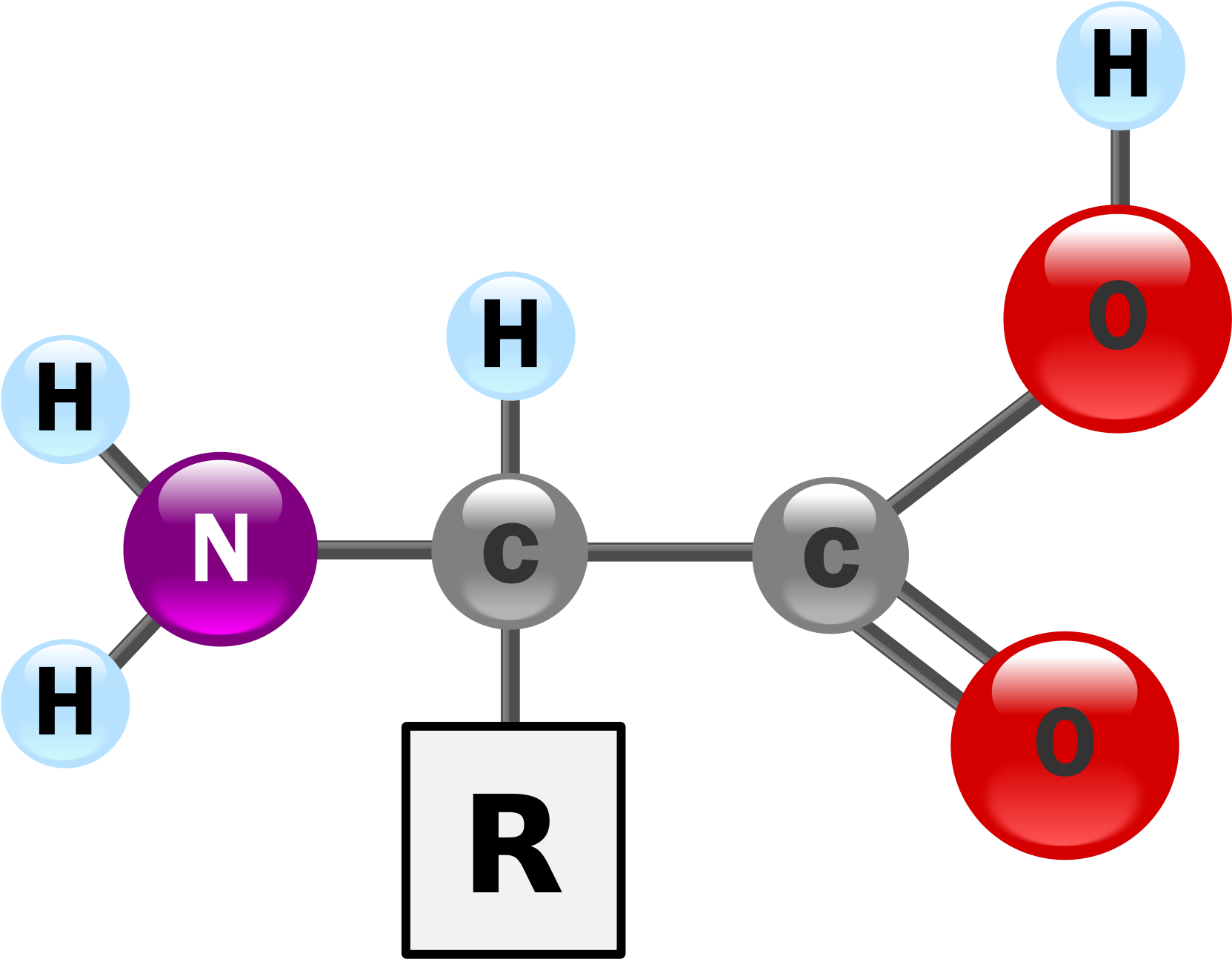 Amino Acids Contain A Carbon Bonded To An Amino Group, - Amino Acid Structure 3d, HD Png Download PNG with transparent background