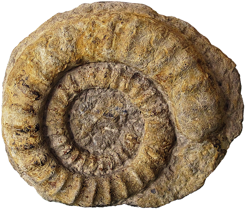 Fossil Png Page - Fossil Png, Transparent Png PNG with transparent background