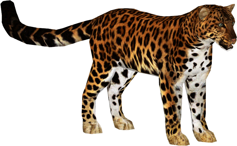 Amur Leopard - Zoo Tycoon 2 Amur Leopard, HD Png Download PNG with transparent background