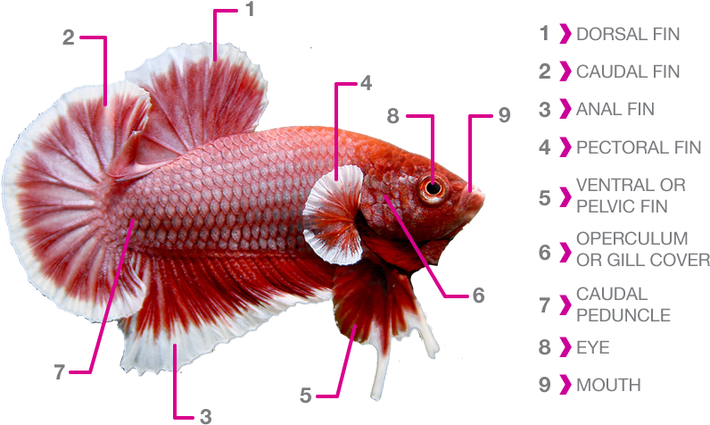 Anatomical Chartof Betta Fish