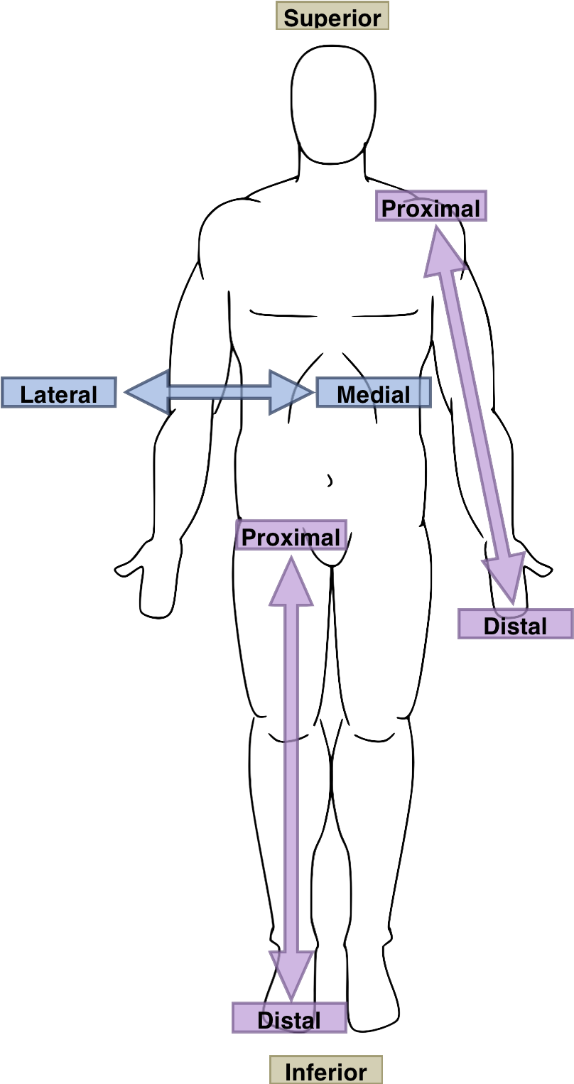 Anatomical Directions Human Body PNG with transparent background