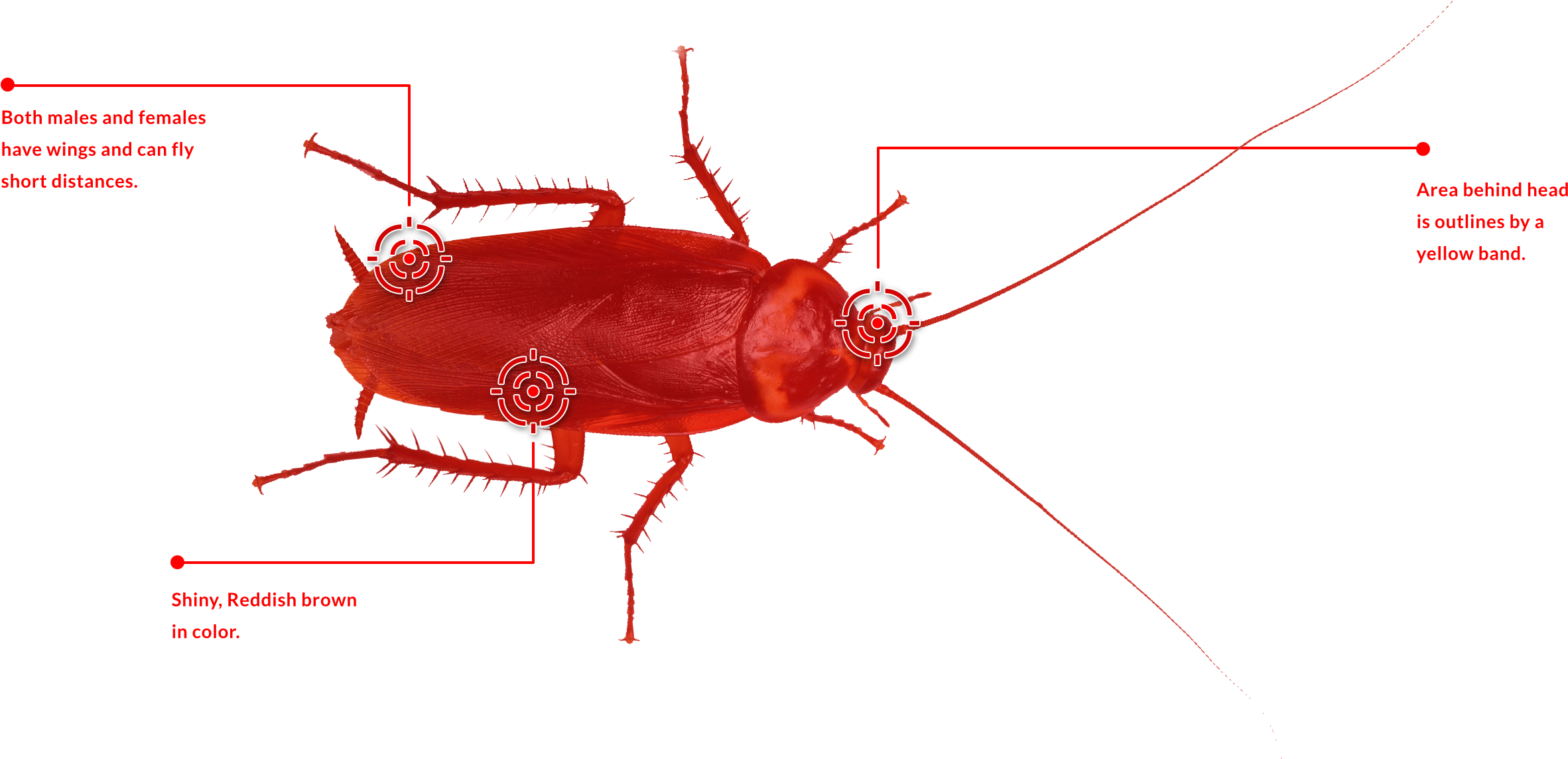 Red Cockroache - Leaf Beetle, HD Png Download PNG image with a transparent background, free high-resolution download