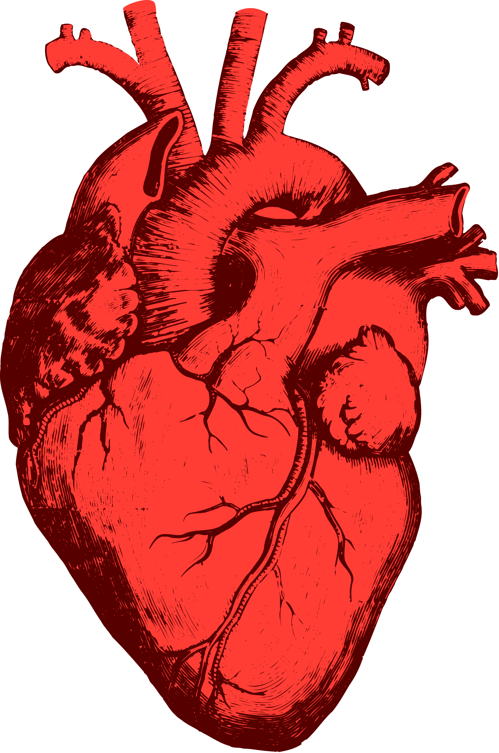 Transparent Toothache Clipart - Heart Shape In Our Body, HD Png Download PNG image with a transparent background, free high-resolution download