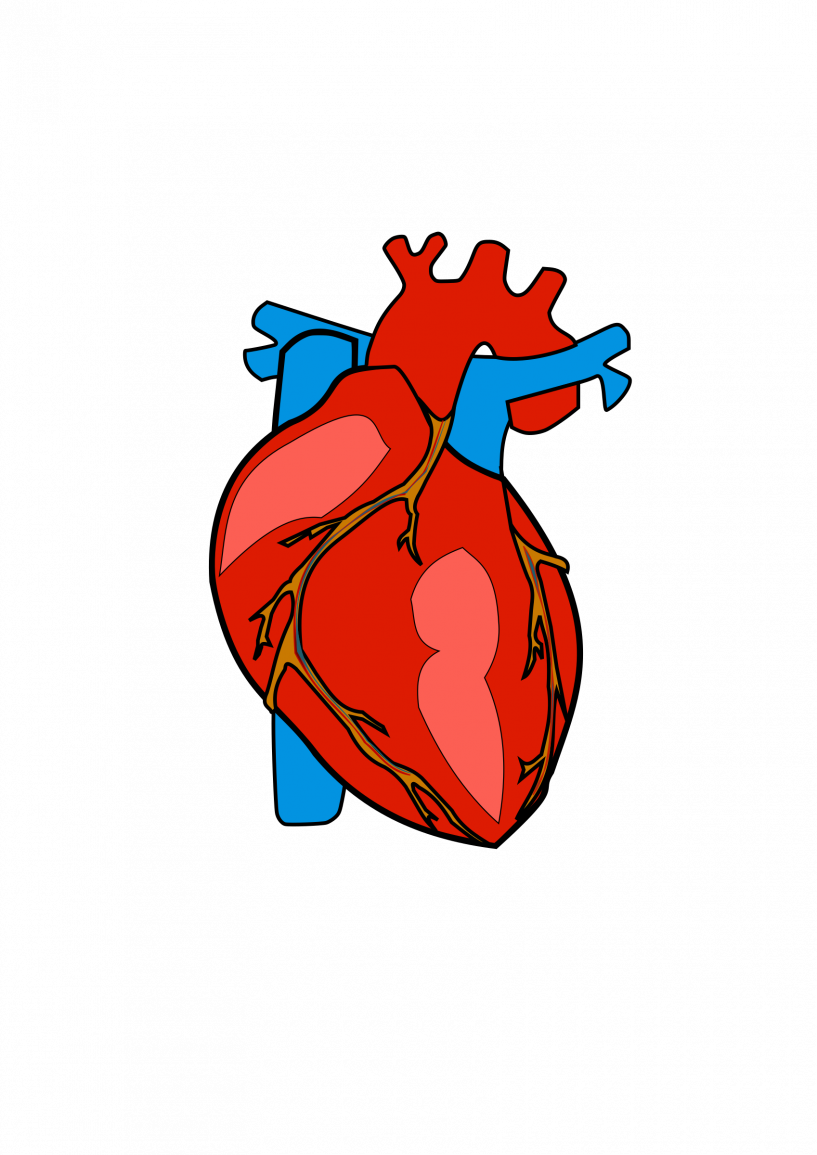 Body Heart Clipart - Transparent Background Human Heart Clipart, HD Png Download PNG with transparent background