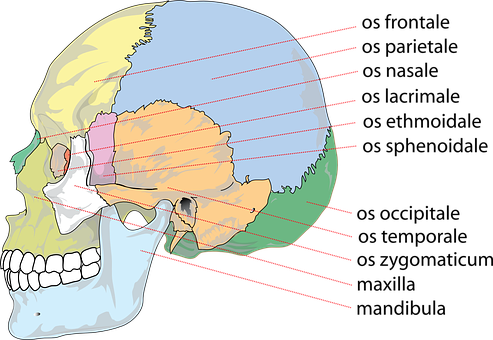 Anatomical Skull Illustrationwith Force Lines