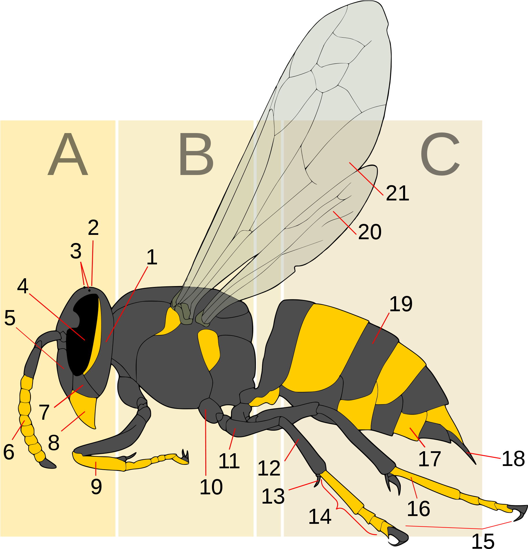 Anatomical_ Wasp_ Diagram PNG with transparent background