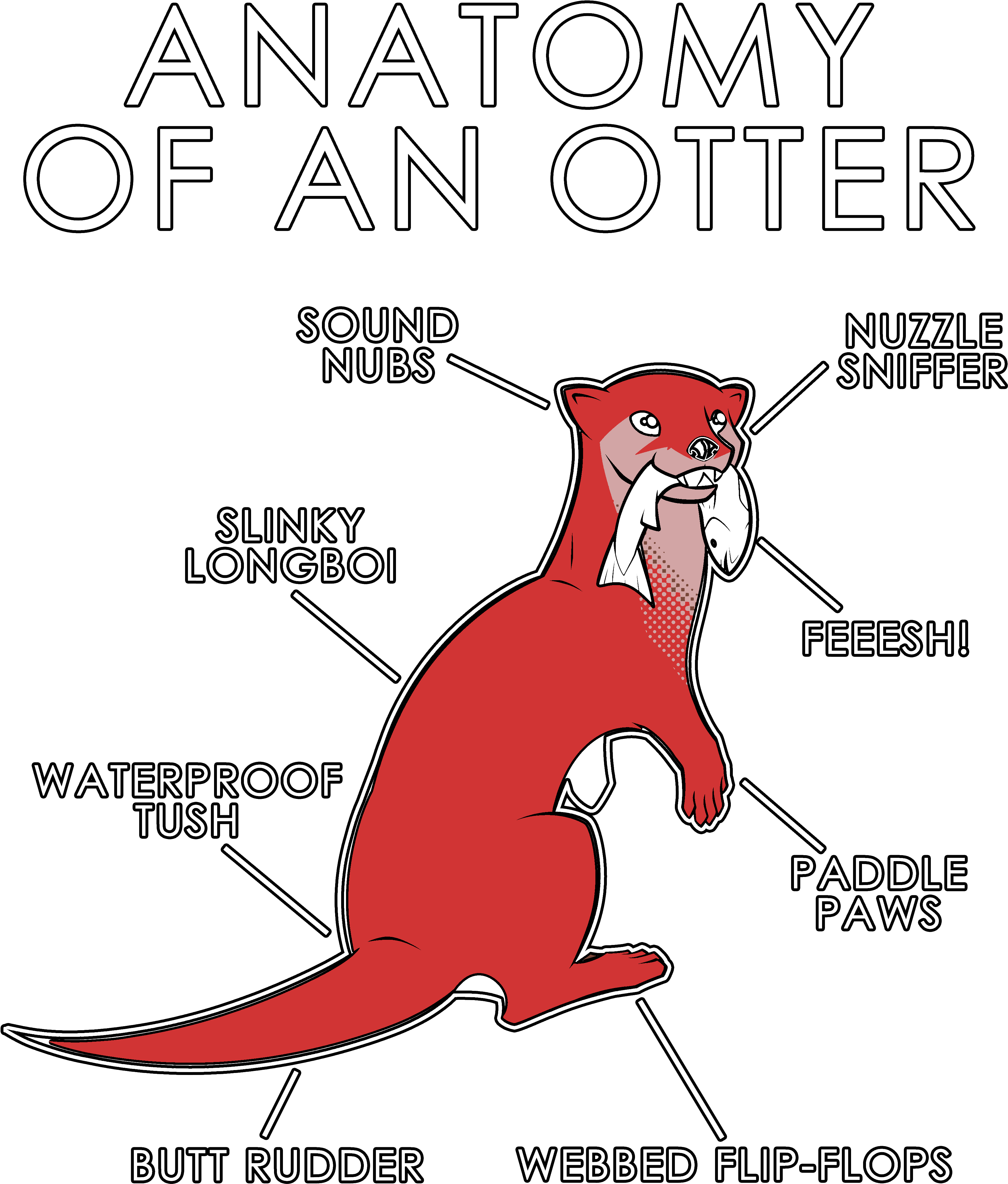Otter Anatomy, HD Png Download PNG with transparent background