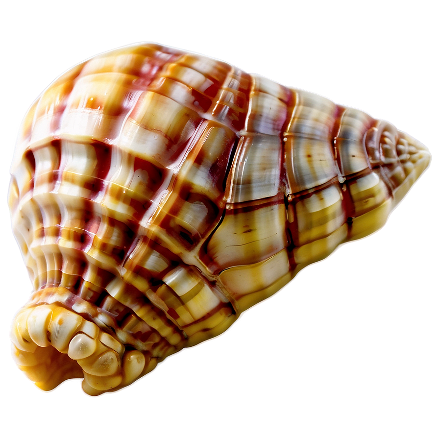 Ancient Conch Shell Png 06132024 Image