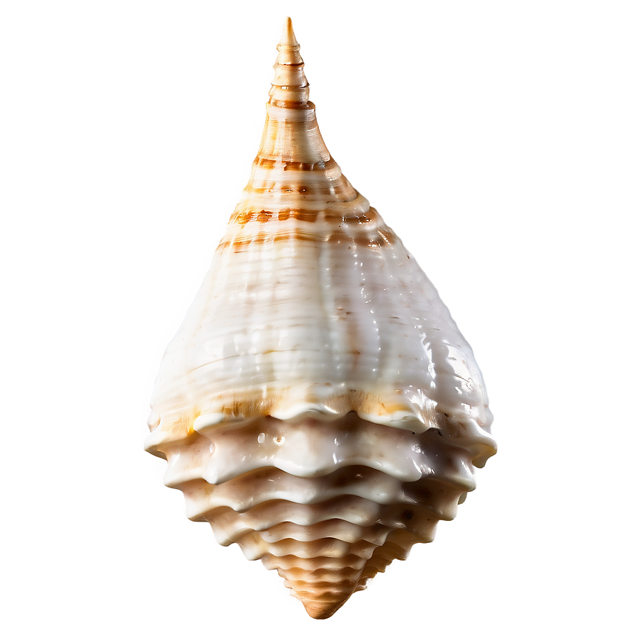 Ancient Conch Shell Png 26 Image