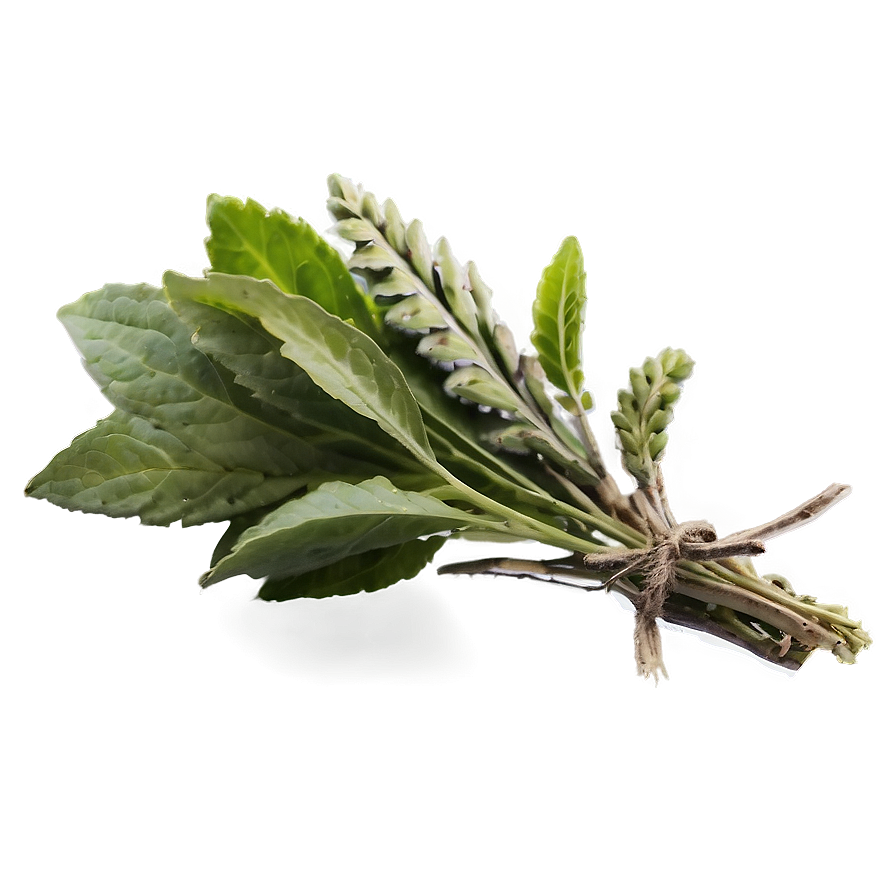 Ancient Herb Png 06272024