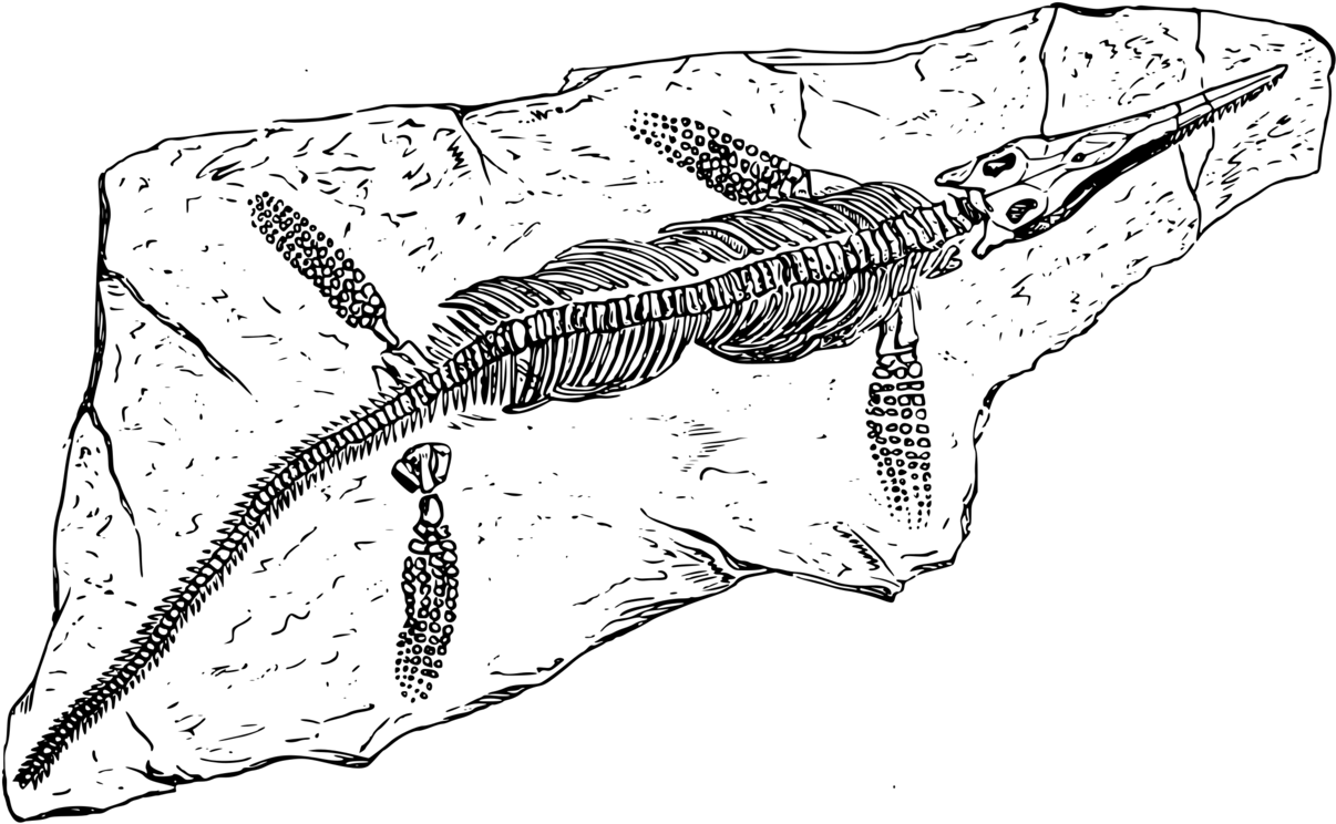 Line Art,blue Whale,nile Crocodile - Line Art, HD Png Download PNG with transparent background