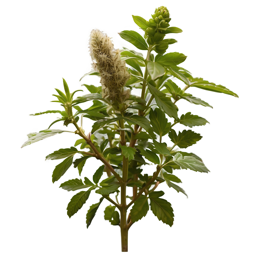 Ancient Wisdom Herb PNG 46 PNG with transparent background