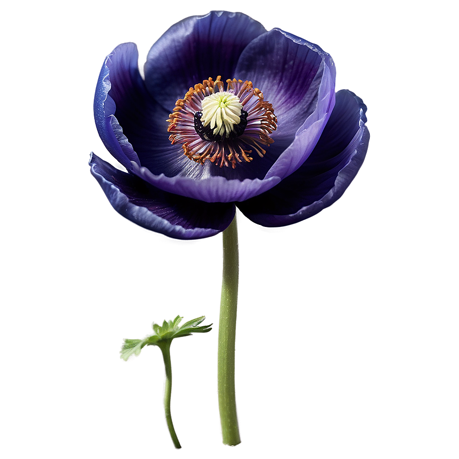 Anemone Botanical Art Png Yva97