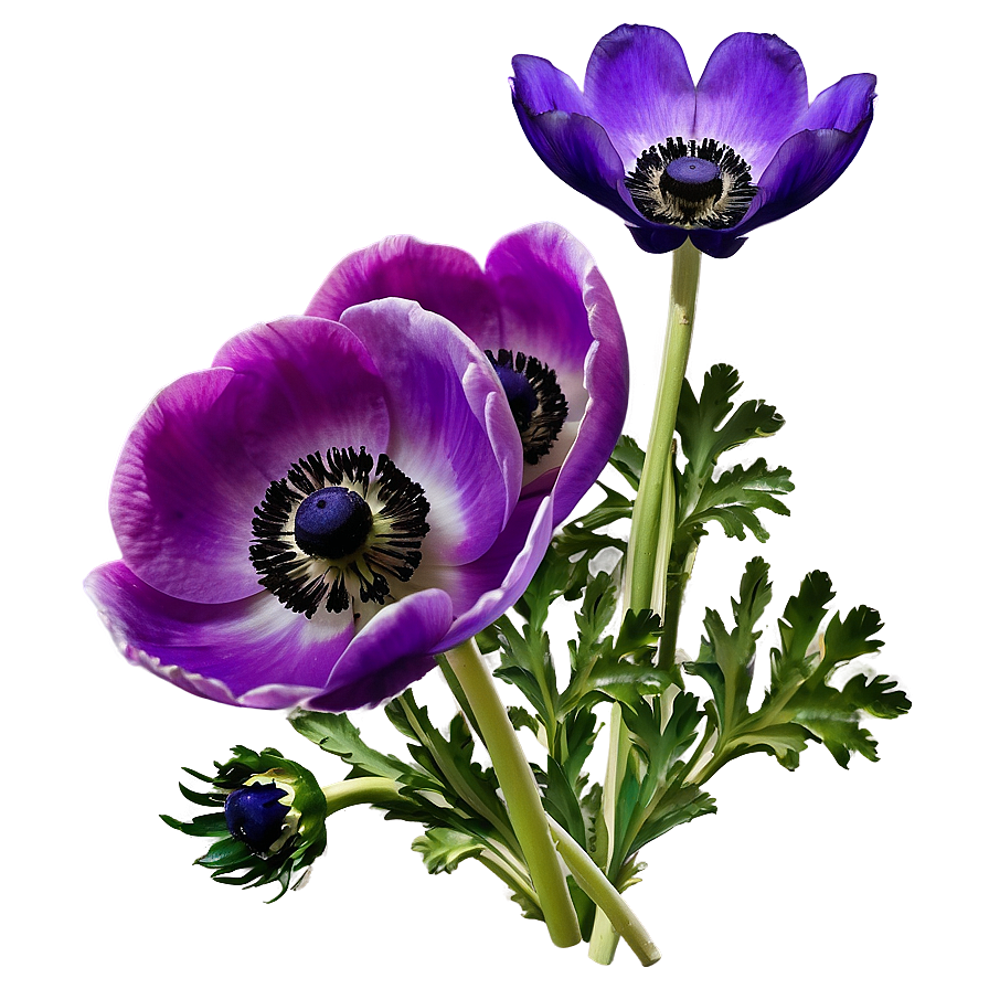 Anemone Bunch Png 06252024