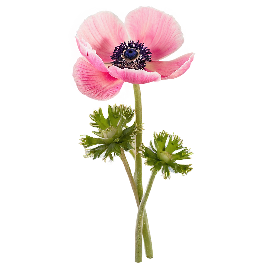 Anemone Bunch Png 81