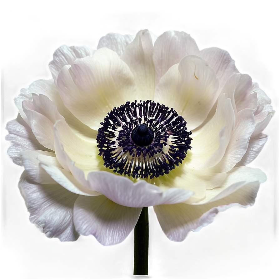 Anemone Elegant Png 83