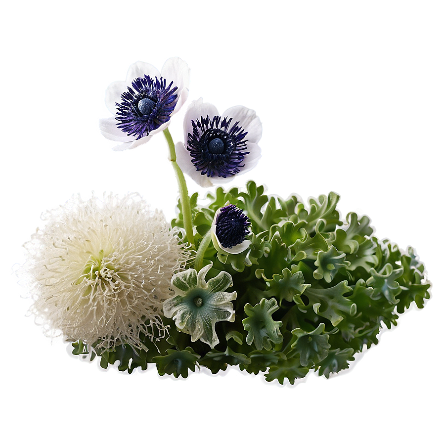 Anemone Fresh Look Png 29