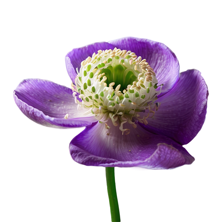 Anemone Fresh Look Png 91