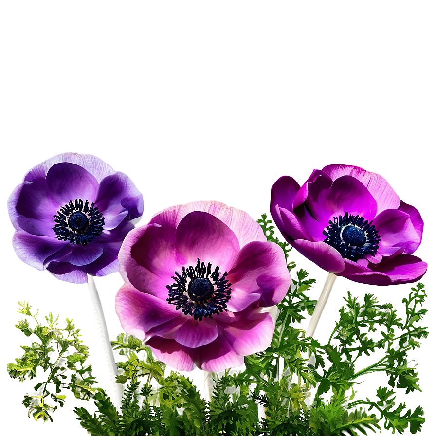 Anemone Garden Scene Png Hbr